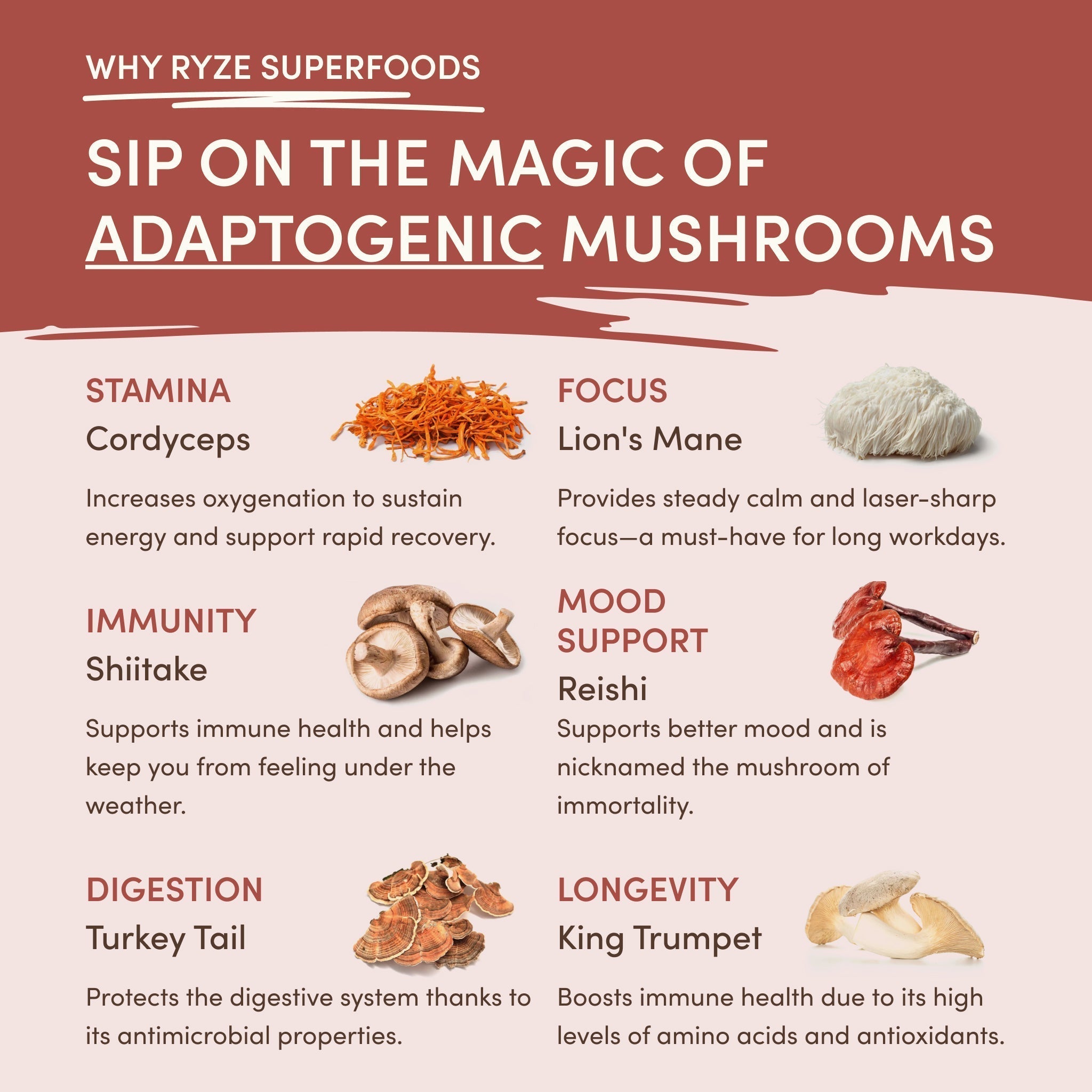 Mushroom Chicory (30 Servings) Q9