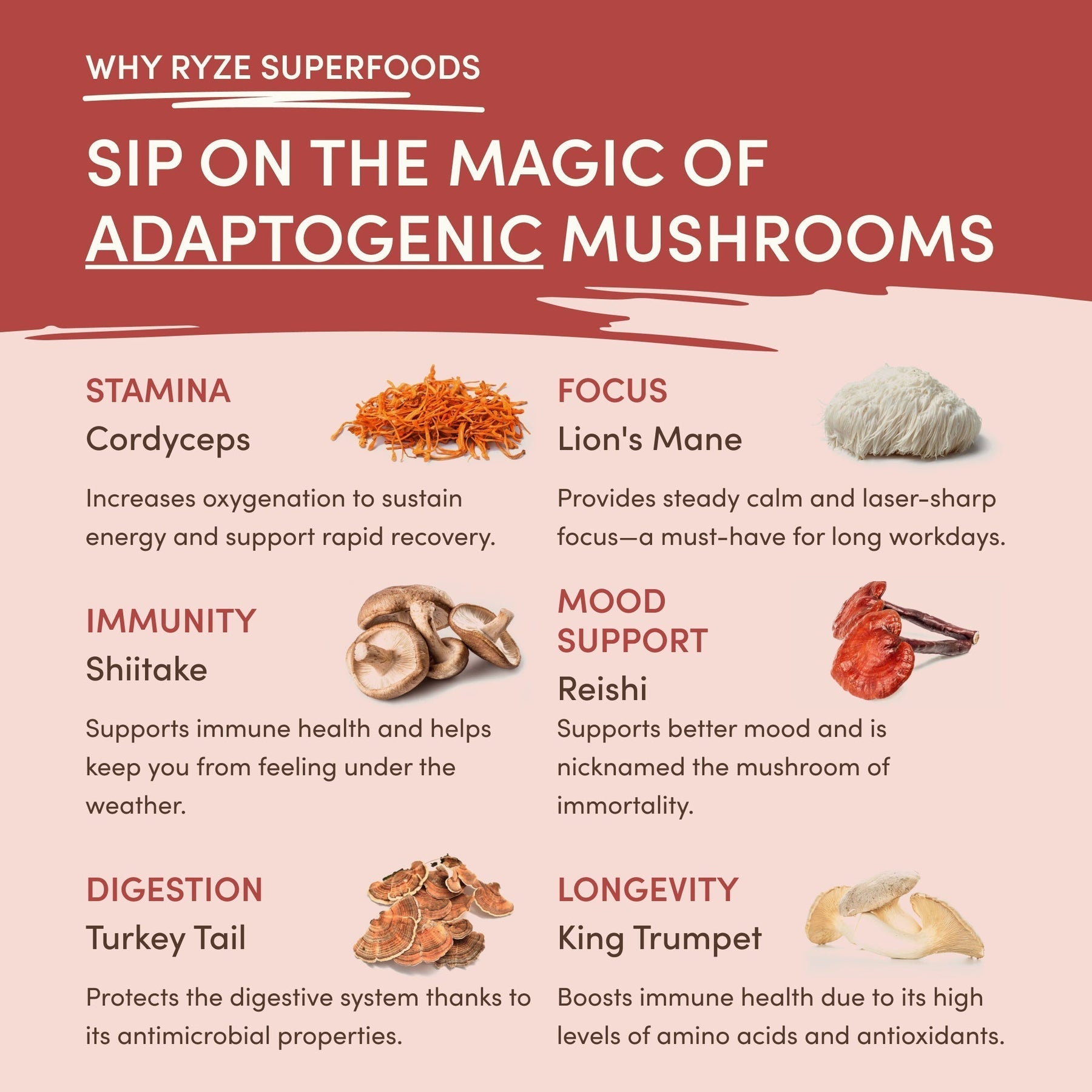 Mushroom Chai (20 Servings) Z6
